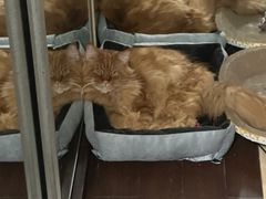 -猫十亿·布偶金渐层·曼基康矮脚猫舍(青年路店)