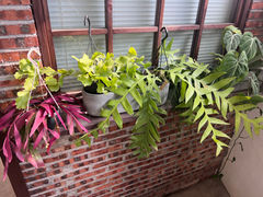 -自由生长植物工作室(深港花卉中心店)