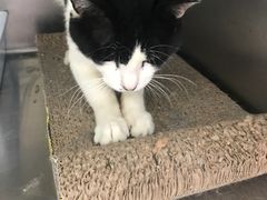 -艾贝尔宠物医院·狂犬免疫点(江山金象城店)