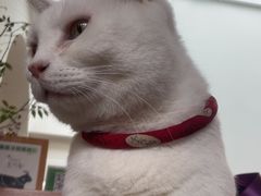 -有猫主题·治愈系猫咖(曾厝垵店)