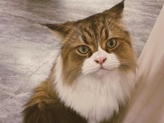 -More Fun猫咖 二十只万元加菲主题