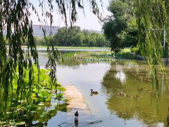 -莲花池公园