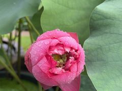 -陈家山荷花公园