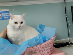 -纳吉亚猫专科动物医院·北北分院