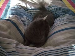 -东方名猫馆·英短金渐层布偶猫舍(环线广场1号楼店)