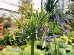 -中国科学院华南植物园