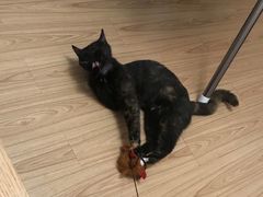 -瑞派·关忠动物医院·猫专科·犬专科(三环新城店)