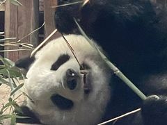 -石家庄市动物园