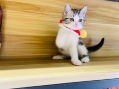 -欣宠猫屋·矮脚拿破仑·蓝金金渐层