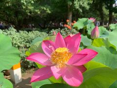 -莲花池公园