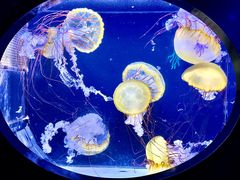 -珠海长隆海洋王国