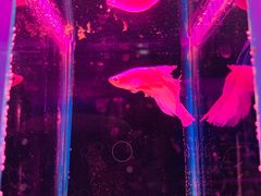 -山东柏宁水族批发广场