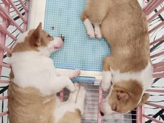 -白夜2D咖啡馆