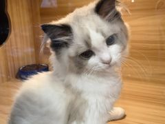 -猫十亿·布偶金渐层·曼基康矮脚猫舍(青年路店)