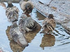 -槟城观音庙(Goddess of Mercy)