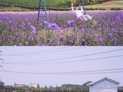 -紫颐香薰山谷景区