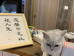 -松果猫咖(桐乡吾悦金街店)