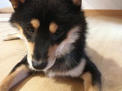 -南京Hallo宠物乐园·哈罗犬舍·柴犬繁育基地