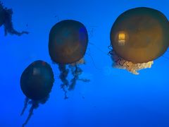 -太平洋海底世界