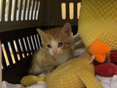 -瑞鹏宠物医院·宠保定点·心脏科·内科(御桥分院)