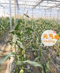-麦粒鸟亲子游