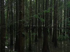 -桤木河湿地公园