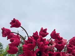 -荷兰花海