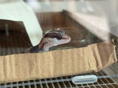 -酷以爬仙阁实体爬宠店·守宫·蜥蜴·专业繁育