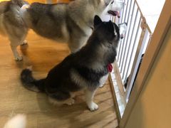 -Husky Go! 哈士奇体验馆·宠物咖啡厅狗咖