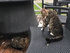 -有才叔的小馆(招商依云曲江店)