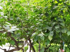 -木塔寺遗址生态公园
