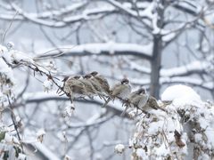 -阳台山自然风景区
