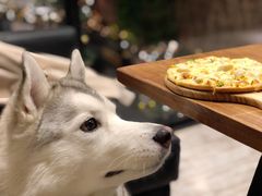 -百好乐宠物友好餐厅(朝外大街店)