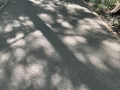 -上海滨江森林公园