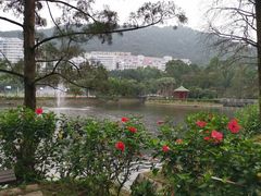 -大埔公路-马料水段香港中文大学(公交站)