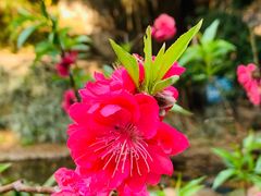 -桃花涧