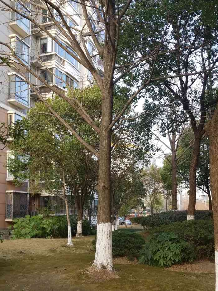 小区里的银杏