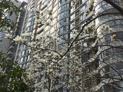 -新湖明珠城