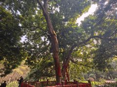 -张坝桂圆林公园