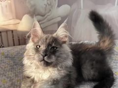 -梵克雅宝(国贸商城店)