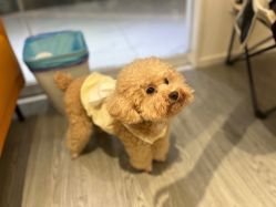 -卡门舞蹈
