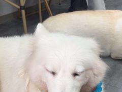 -汪说·狗咖(旺城大厦店)