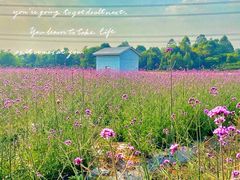 -紫颐香薰山谷景区
