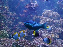 -海合安青岛极地海洋公园