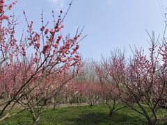 -上海海湾国家森林公园