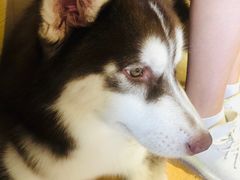 -Husky Go! 哈士奇体验馆·宠物咖啡厅狗咖