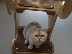 -飞行喵MR PILOT|猫舍·猫咖(静安大融城店)