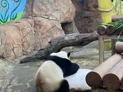 -广州长隆野生动物世界