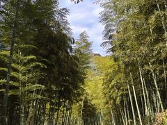 -东明山森林公园
