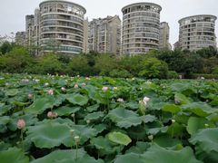 -金山公园